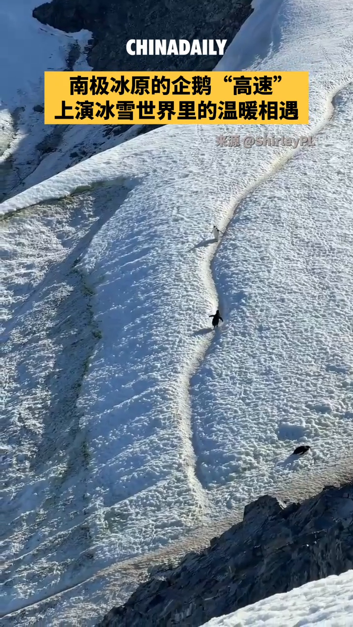 登上南极洲的冰原大陆,才发现企鹅的世界也有自己的“高速公路”