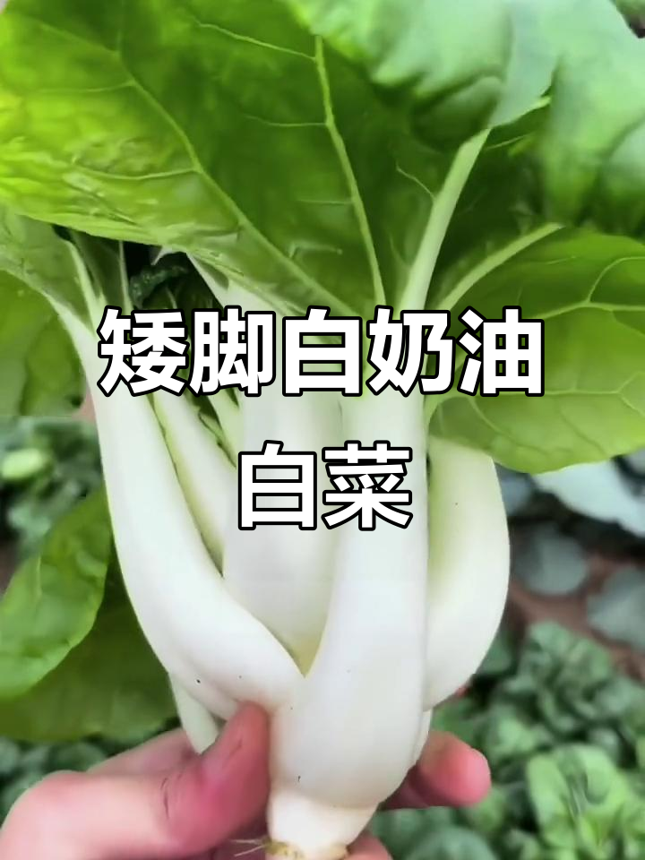 四季可种矮脚白奶油白菜,脆嫩香甜超适合家庭种植