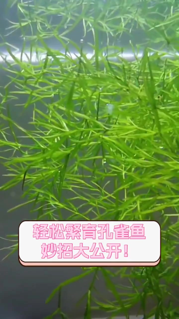 轻松繁育孔雀鱼,妙招大公开!