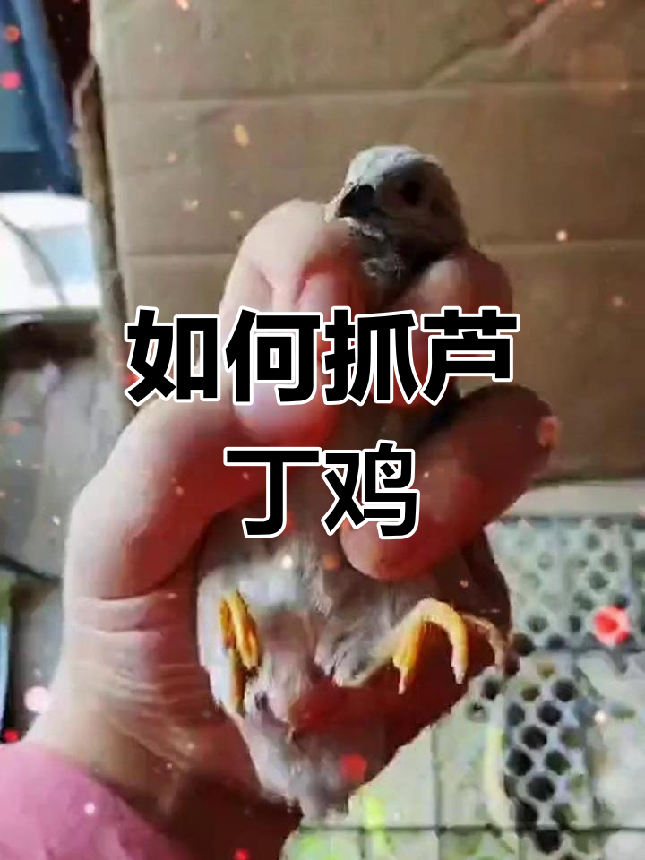 正确抓鸡技巧,避免误伤