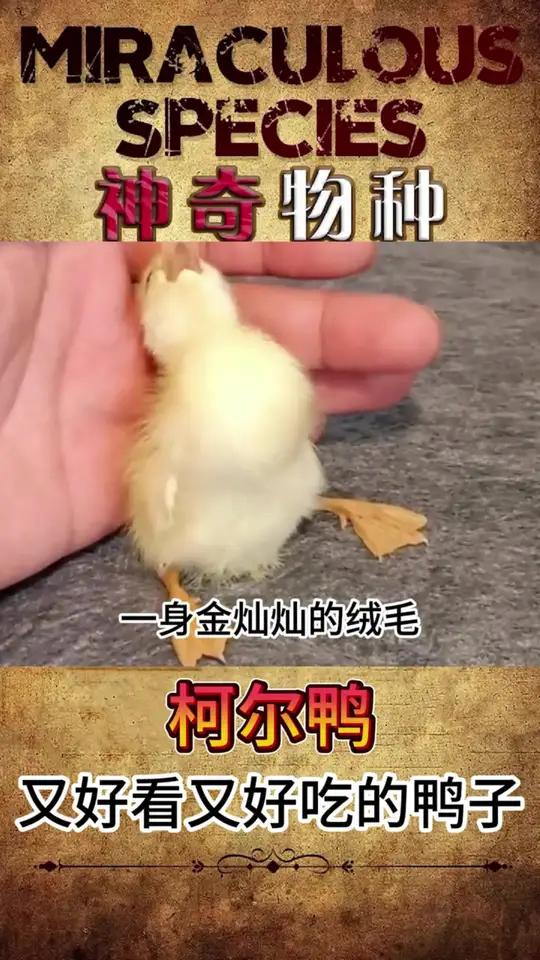 又好看又好吃的鸭子——柯尔鸭 如果你想养宠物又怕死掉，那么柯尔鸭应该是一个不错的选择 动物