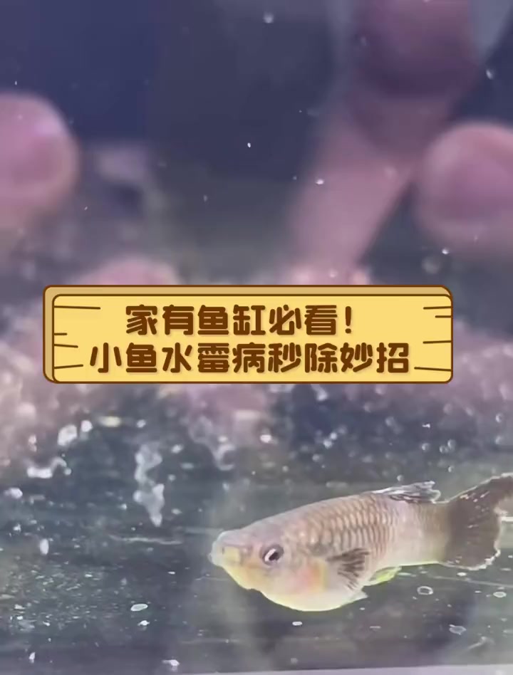 家有鱼缸必看!小鱼水霉病秒除妙招
