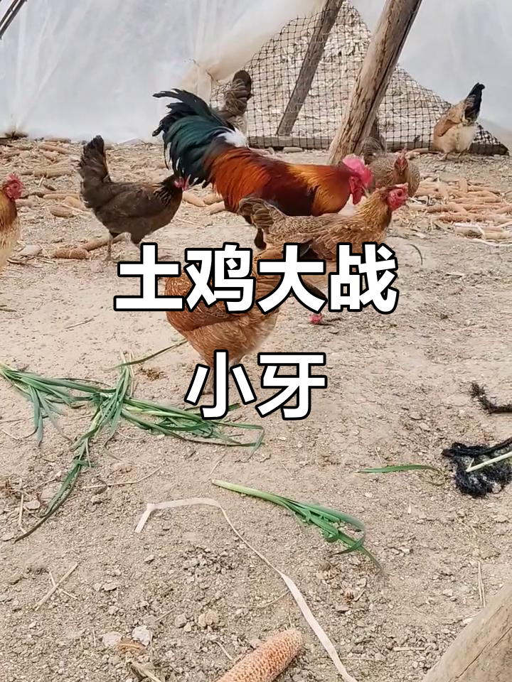 小牙勇斗三只母鸡,公鸡中的战斗机!