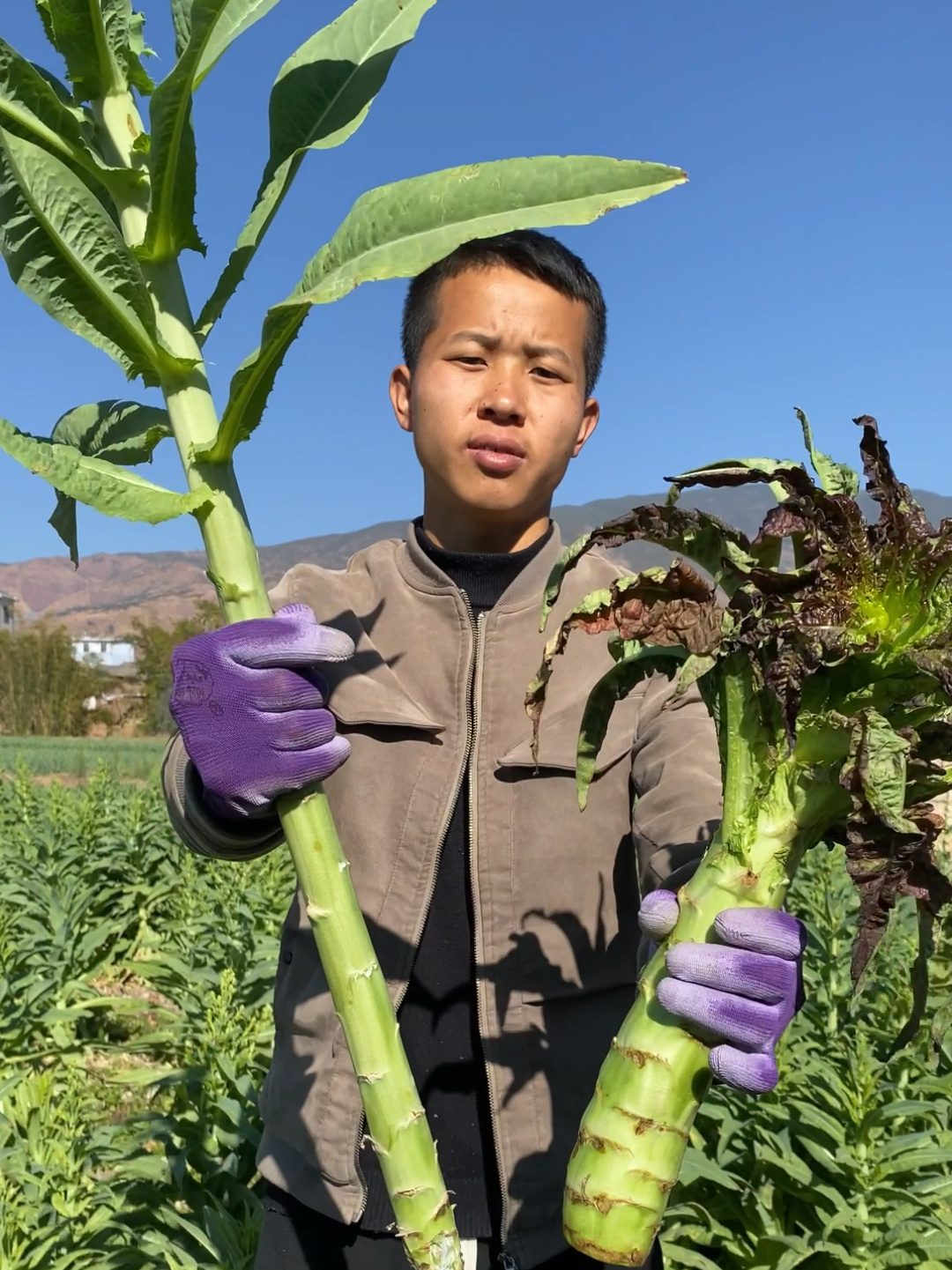 贡菜就是莴笋吗?
