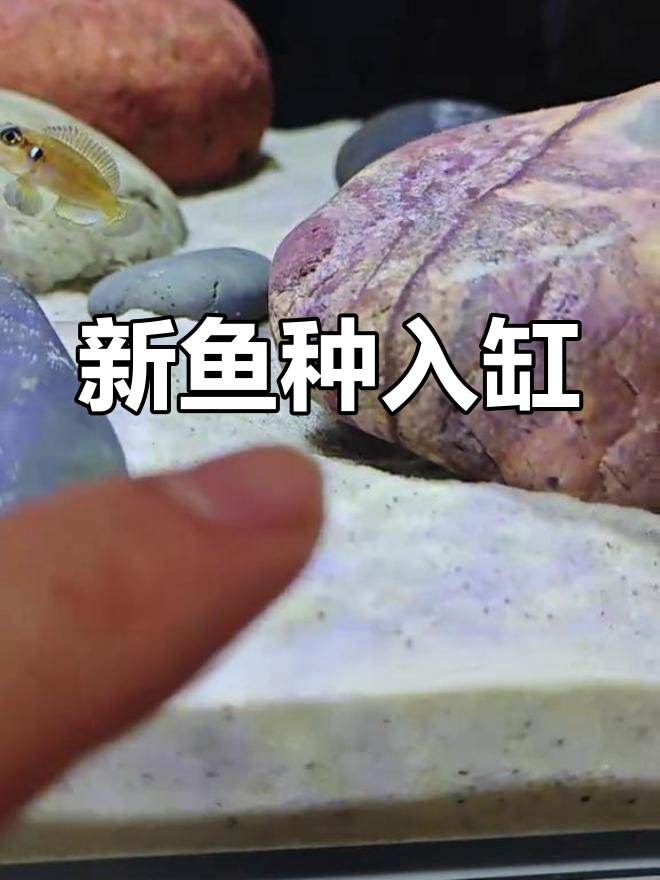 温和毯雕入缸,黄帆天堂鸟与黄金叮当