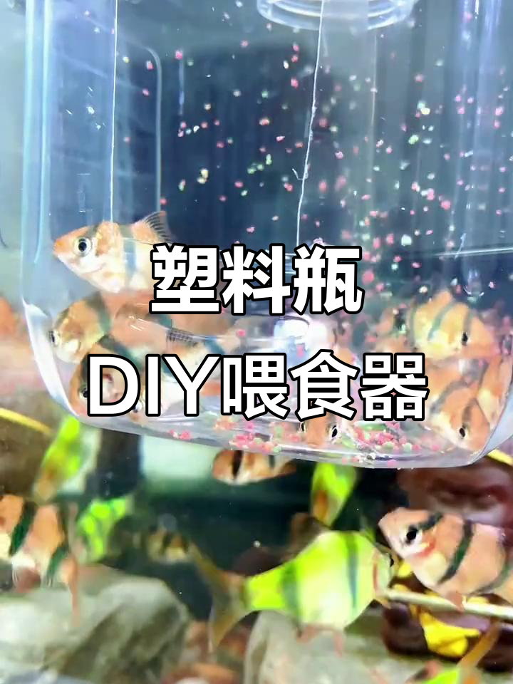 废旧塑料瓶变鱼儿喂食器，简单又实用