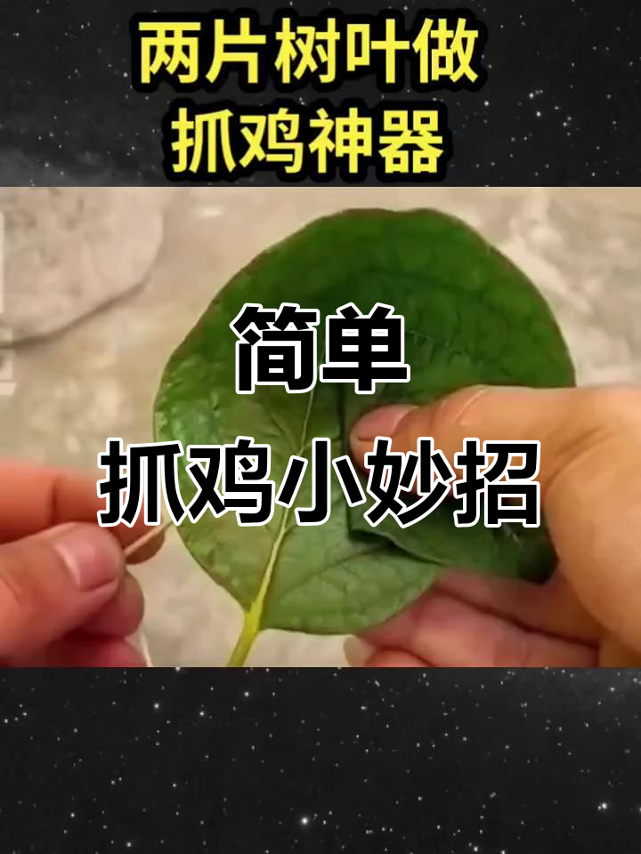 用牙签和树叶做抓鸡神器，轻松捕捉斗鸡
