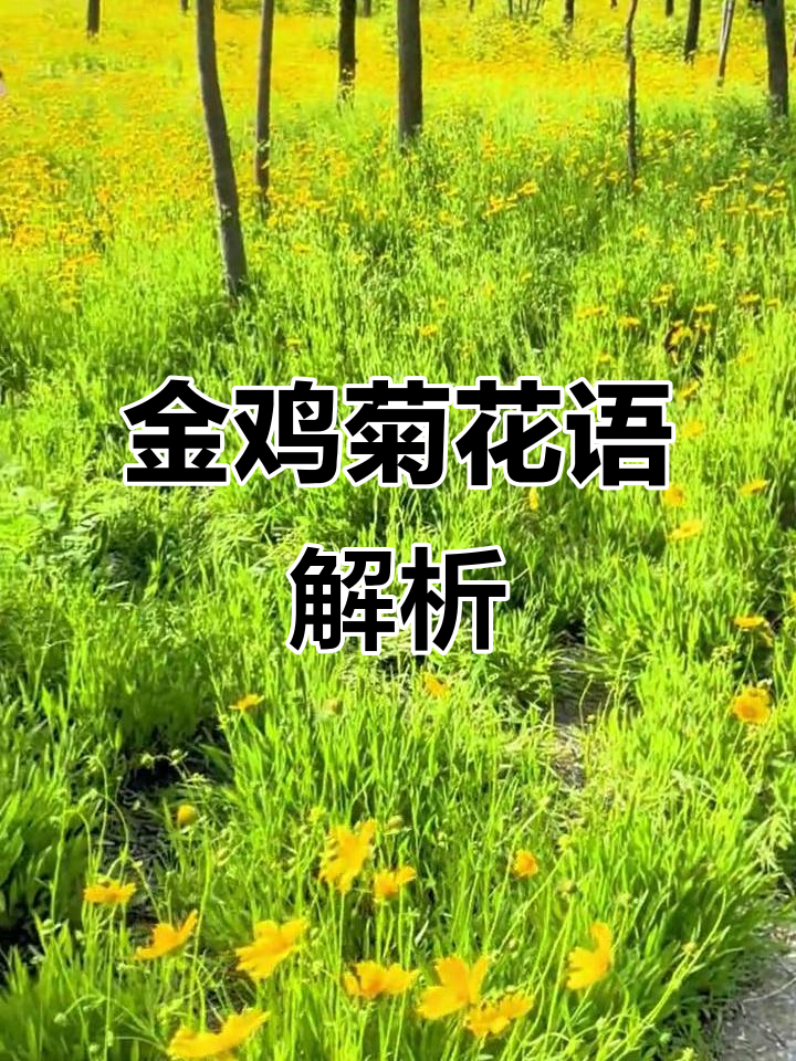 金鸡菊的花语:神秘与纯洁,你被吸引了吗?