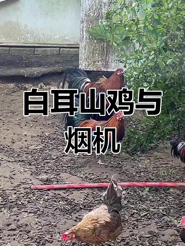 湛江大白耳茶花鸡二代,美丽烟机展示