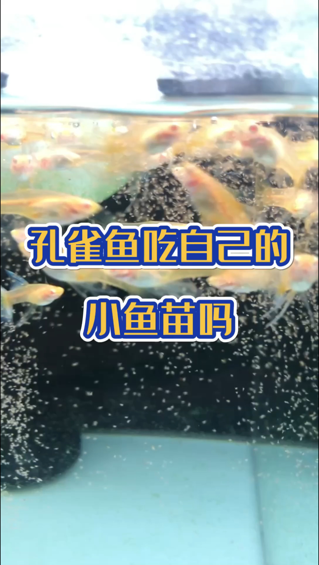 孔雀鱼为什么吃自己的小鱼苗
