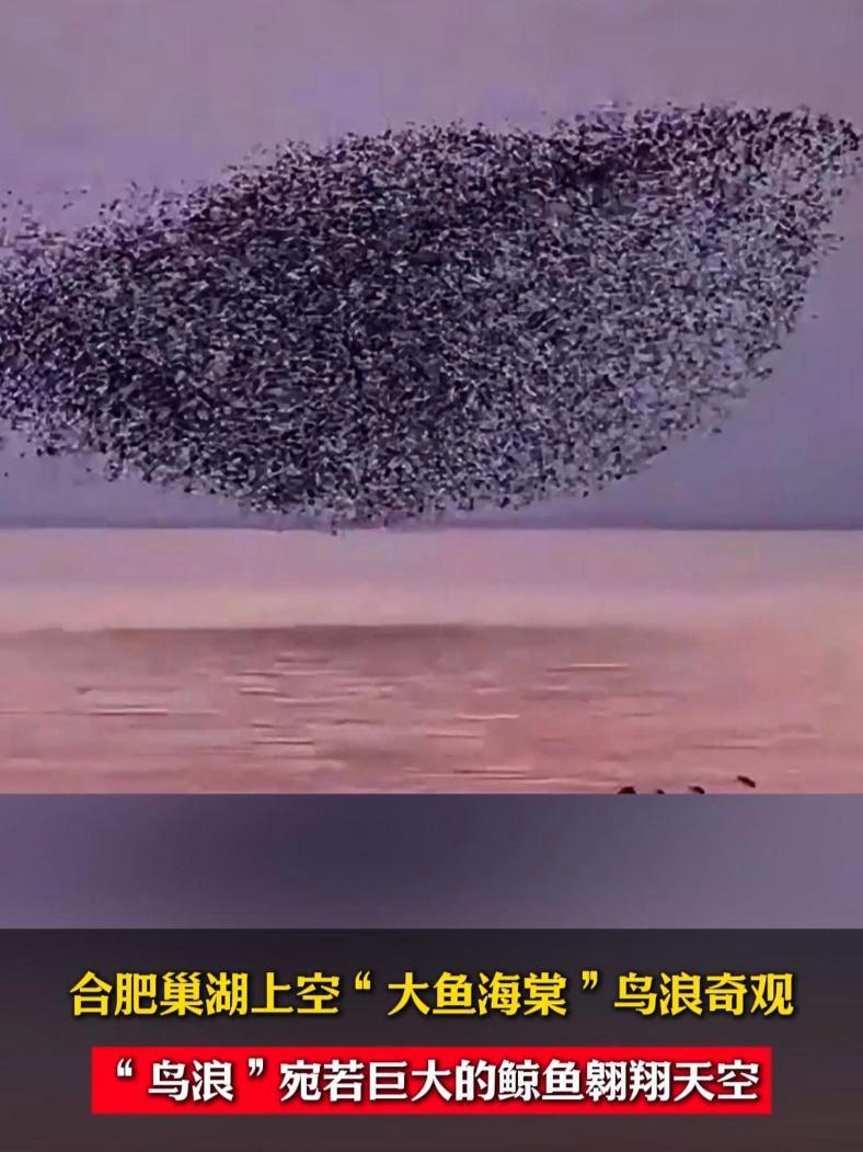 2月4日,合肥生态摄影师张忠东在巢湖桂花台拍摄下“鸟浪”奇观。花脸鸭“鸟浪”宛若巨大的鲸鱼