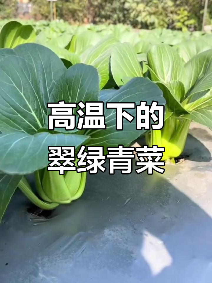 耐热又无虫害,青青菜高温下也能长得油亮脆嫩