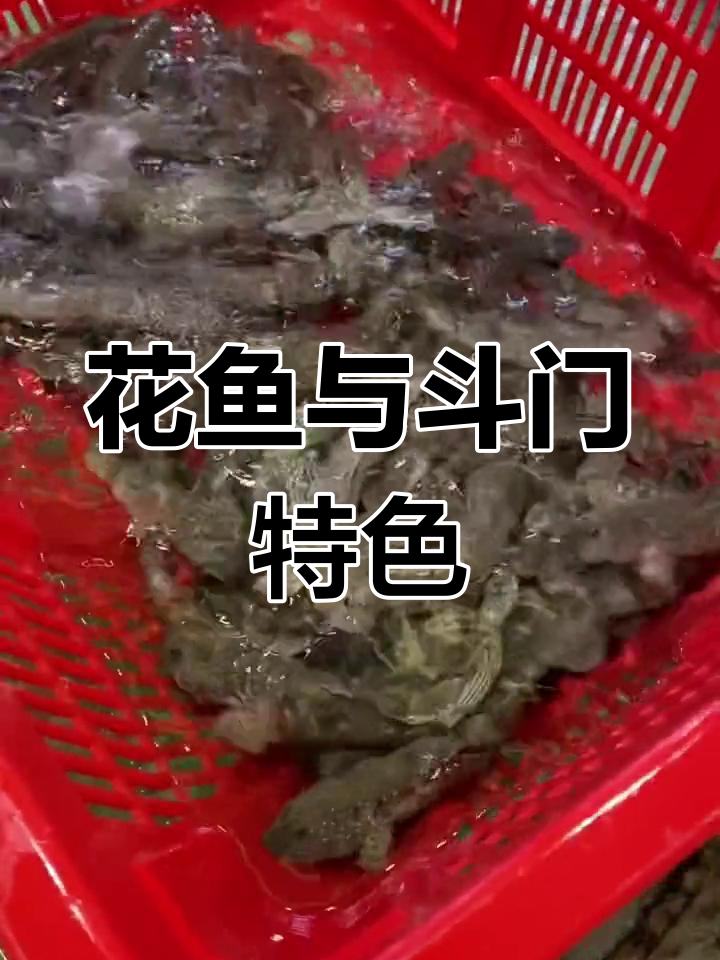 广东沿海特产跳鱼,花斑蓝身跳跃欢