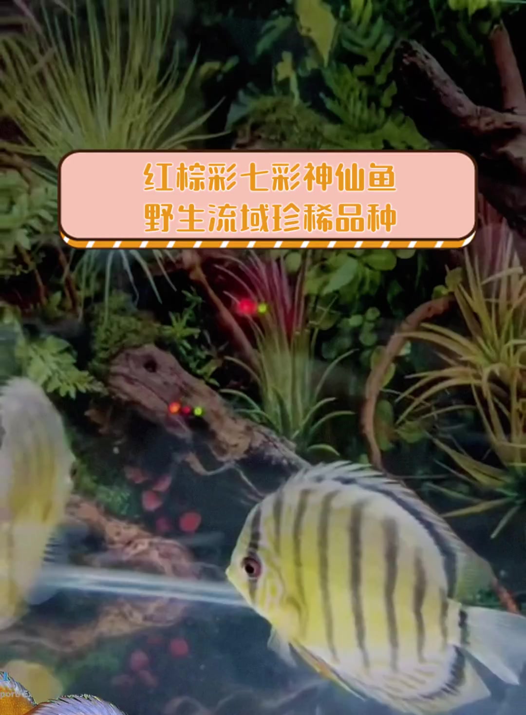 红棕彩七彩神仙鱼,野生流域珍稀品种