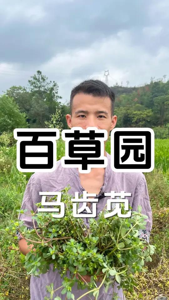 夏天常见的野菜马齿菜,学名又叫马齿苋,五行菜大家都认识嘛?