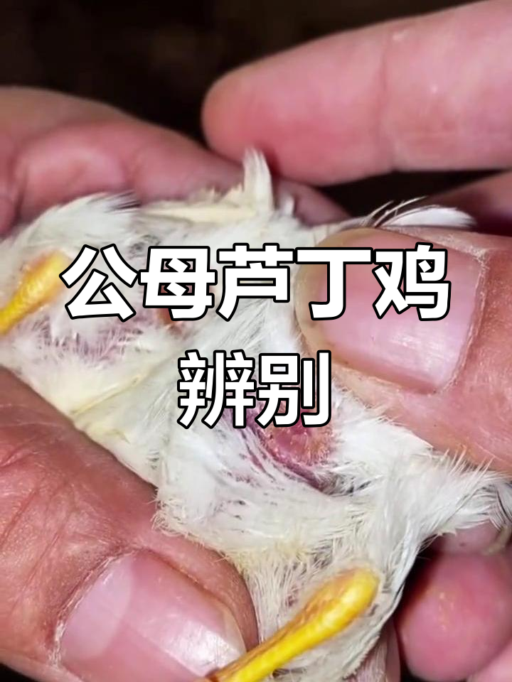 芦丁鸡公母分辨技巧,轻松掌握!