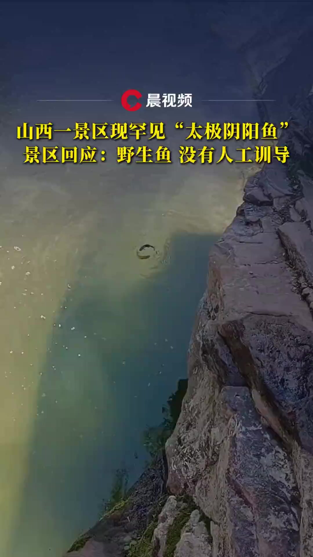 山西一景区现罕见“太极阴阳鱼”!景区回应:野生鱼,没有人工训导