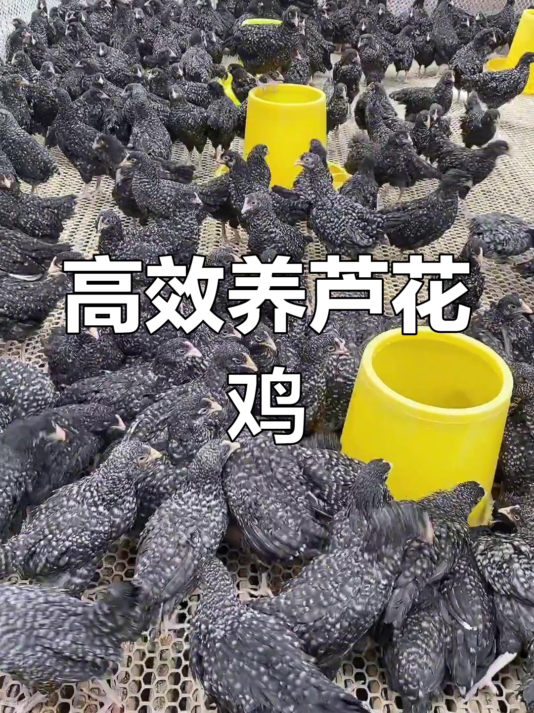 黑羽芦花鸡养殖技巧,绿皮蛋高产秘诀