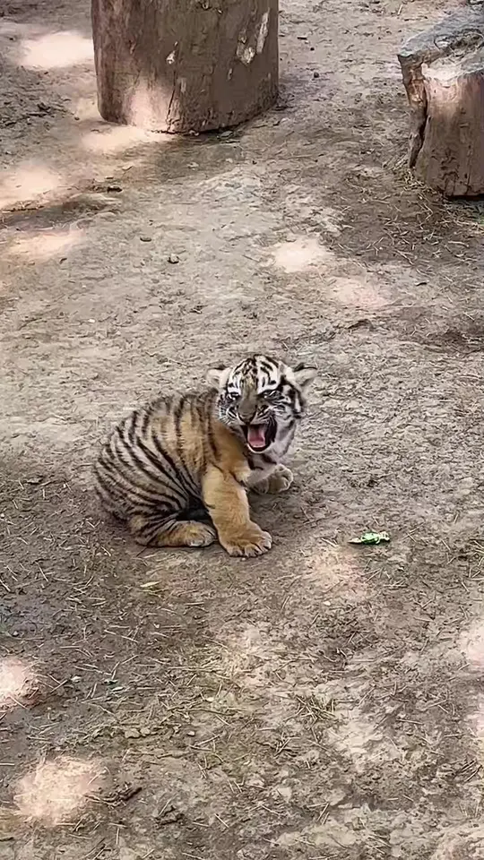 小时候可爱长大变的也太凶了