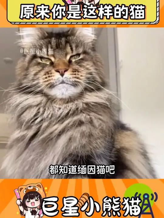 你居然是这样的缅因 缅因猫 猫咪 被迫营业的猫猫 萌宠出道计划 动物的迷惑行为