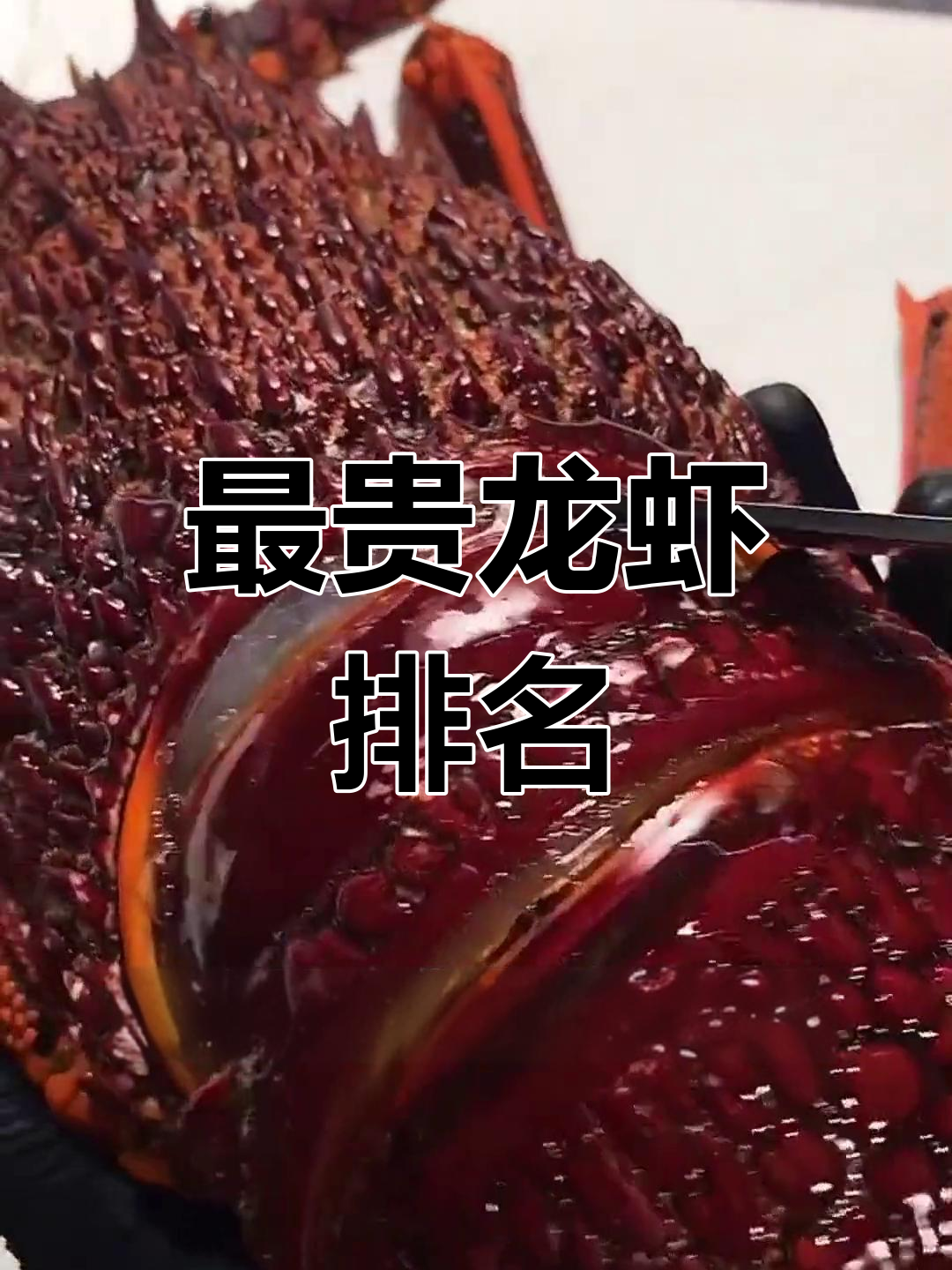 澳洲红龙:最昂贵的龙虾品种