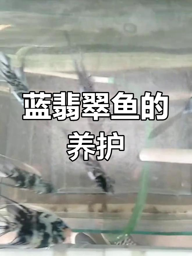 蓝翡翠神仙鱼日常护理与换水技巧