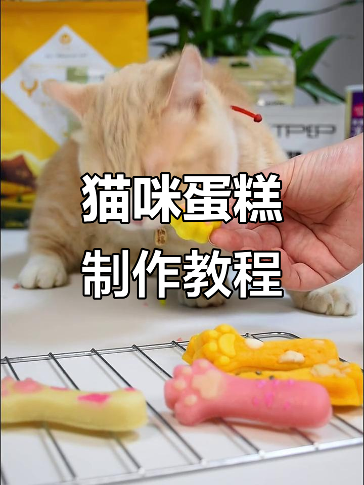 猫咪也能享受美味蛋糕，快来学做！