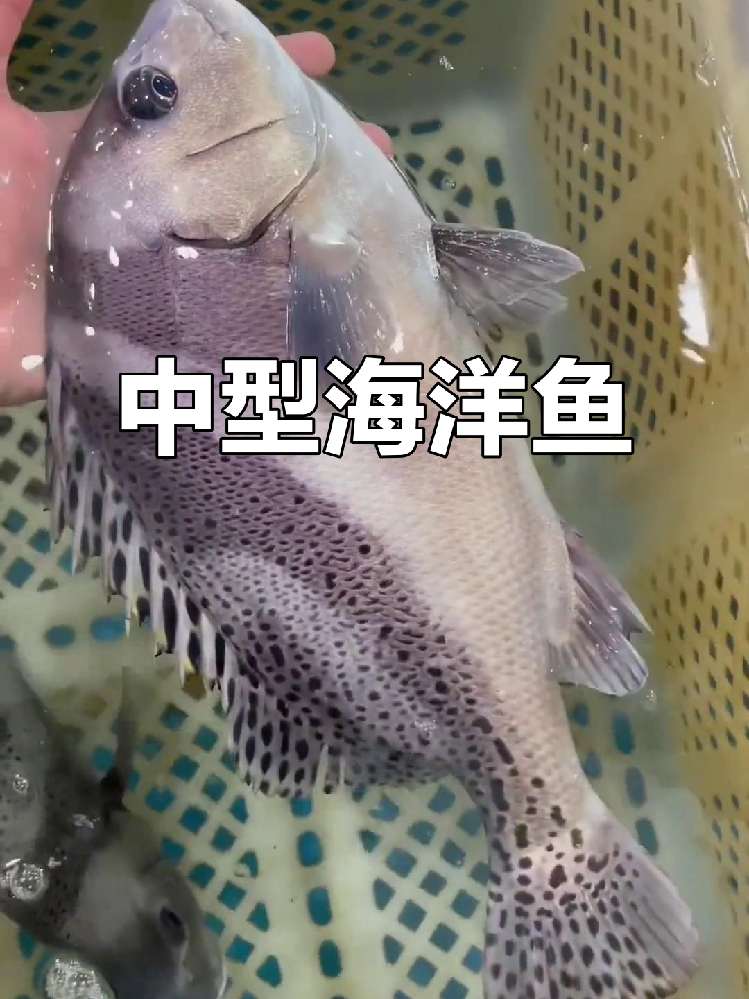 花尾胡椒鲷,南海至黄海的中型鱼类