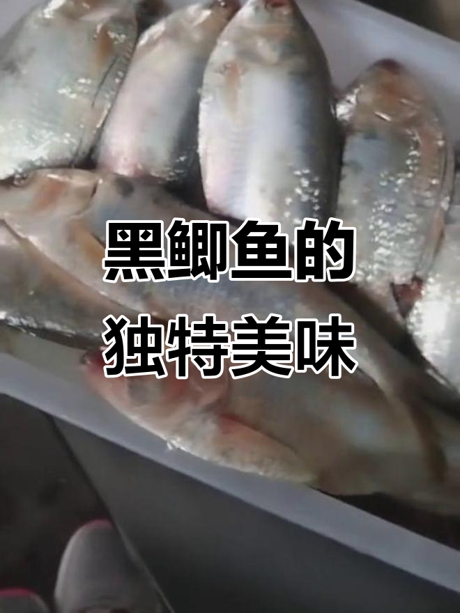 新鲜海鲫鱼大揭秘,黑鲫鱼肉质鲜美,炸煎皆宜