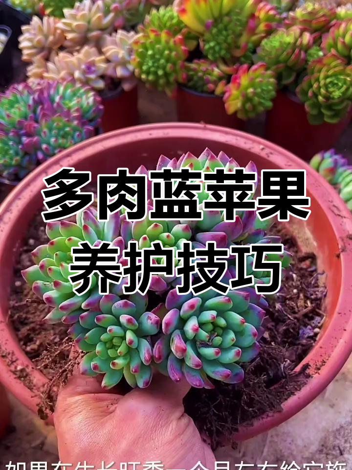 蓝苹果多肉养护全攻略,光照控水轻松搞定
