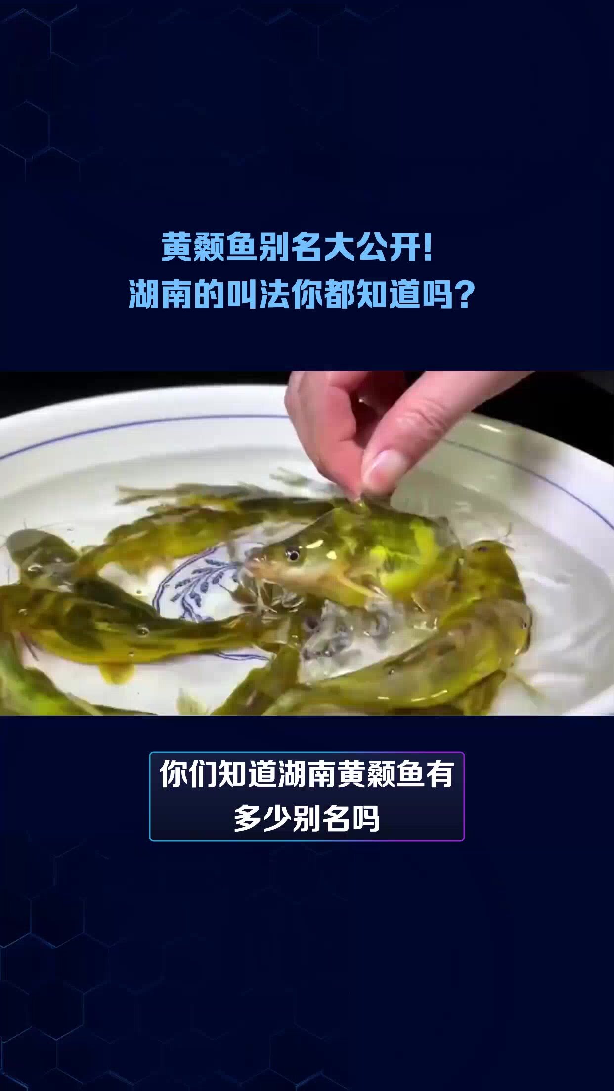 黄颡鱼别名大公开!湖南的叫法你都知道吗?