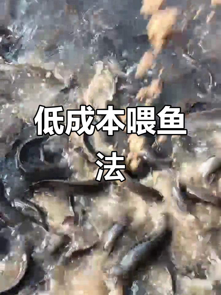 鸡粪加鸭饲料,养鱼成本低又高效