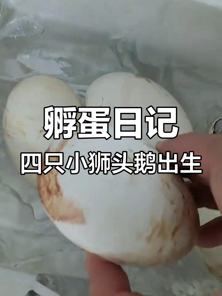 狮头鹅蛋孵化全过程,30天辛苦换来四个小生命