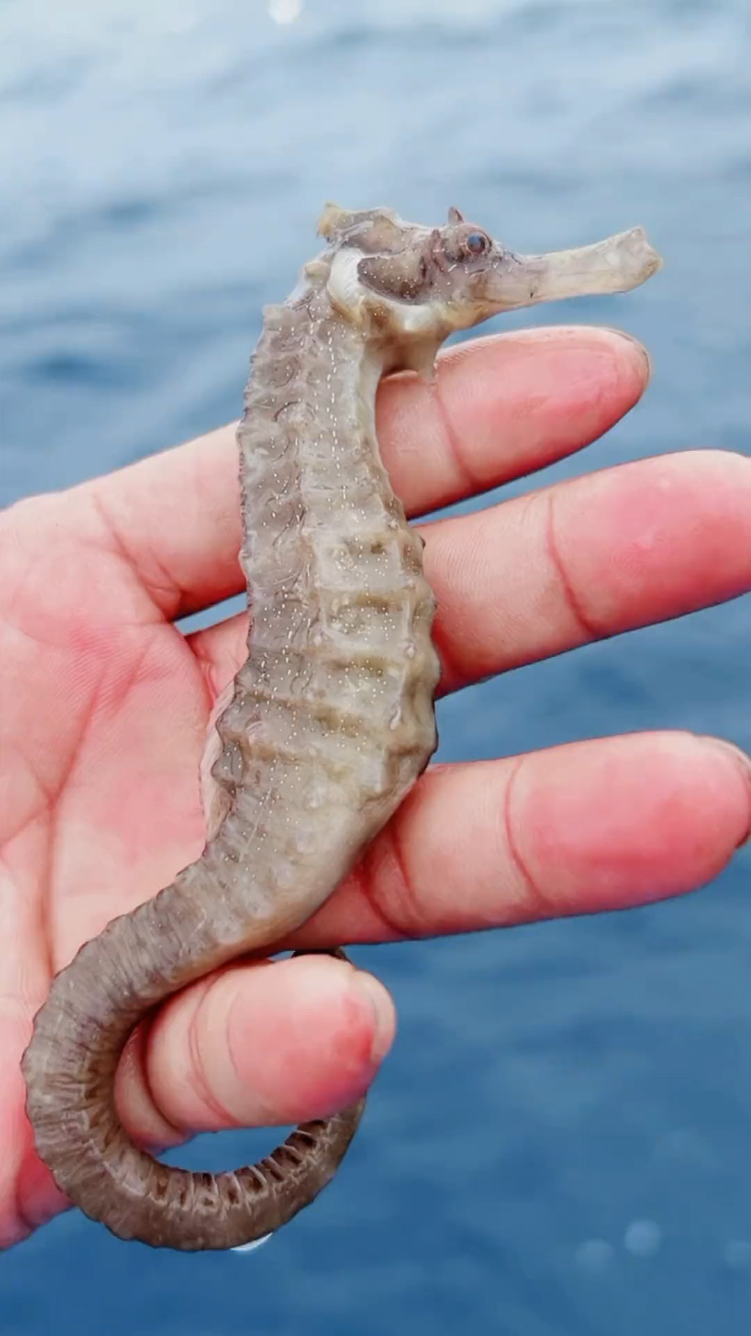 海马虽然名字有个马但是它是鱼类用鳃呼吸属硬骨鱼纲刺鱼目海龙