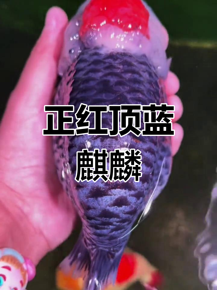 顶级蓝麒麟兰寿金鱼