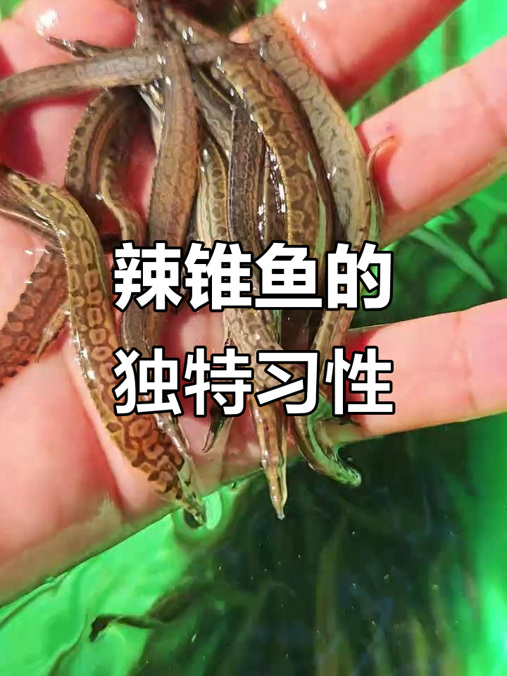 腊锥鱼:稀有野生,昼伏夜出捕捉难