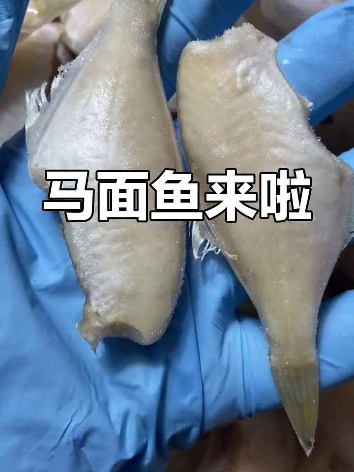 新鲜马面鱼,肉质鲜美