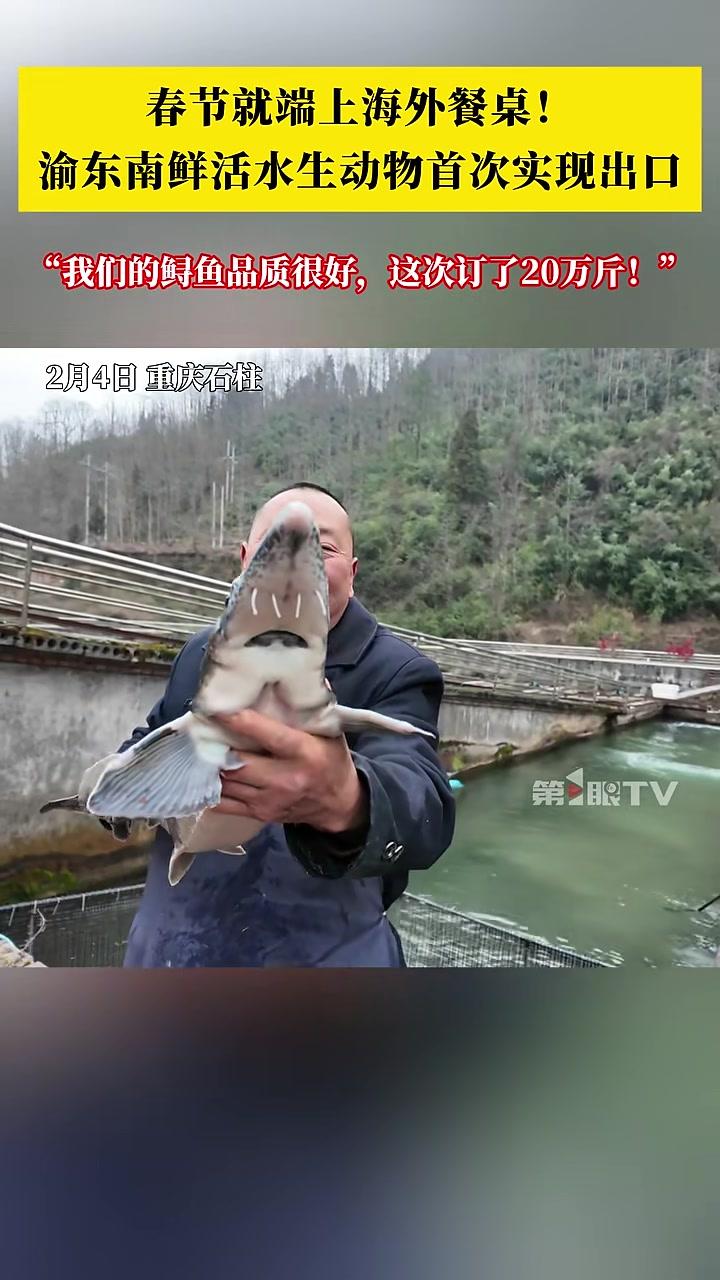 “我们的鲟鱼品质很好，这次订了20万斤！”2月4日，一批价值31.2万元产自重庆石柱县的鲜
