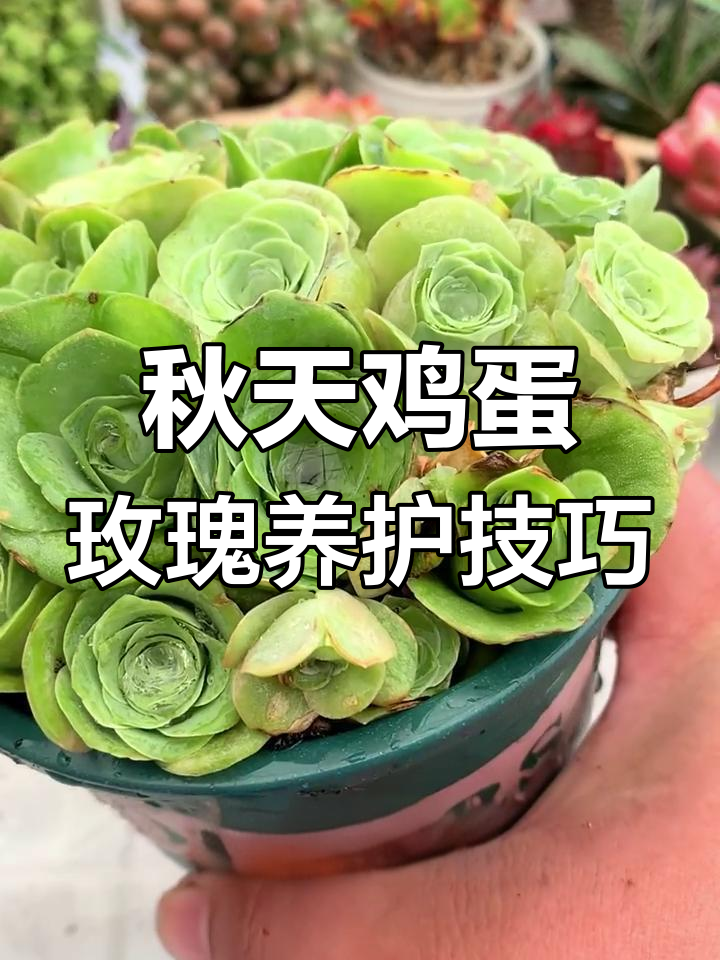 夏季脱土养护的鸡蛋玫瑰,秋季如何修根促长?