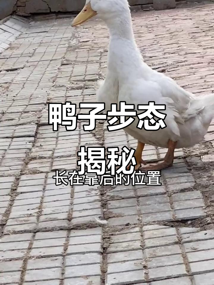 鸭子的蹼靠后,走路时昂首挺胸,姿态优雅又稳健