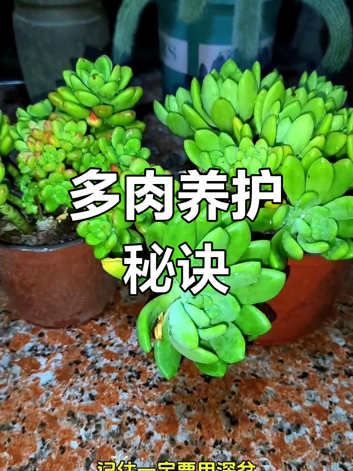 香格里拉多肉看似简单,实则状态维持需技巧