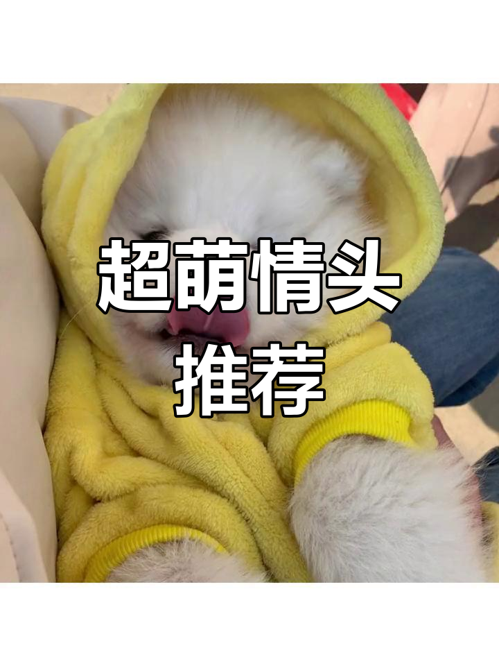 可爱猫狗情侣头像,萌化你的心