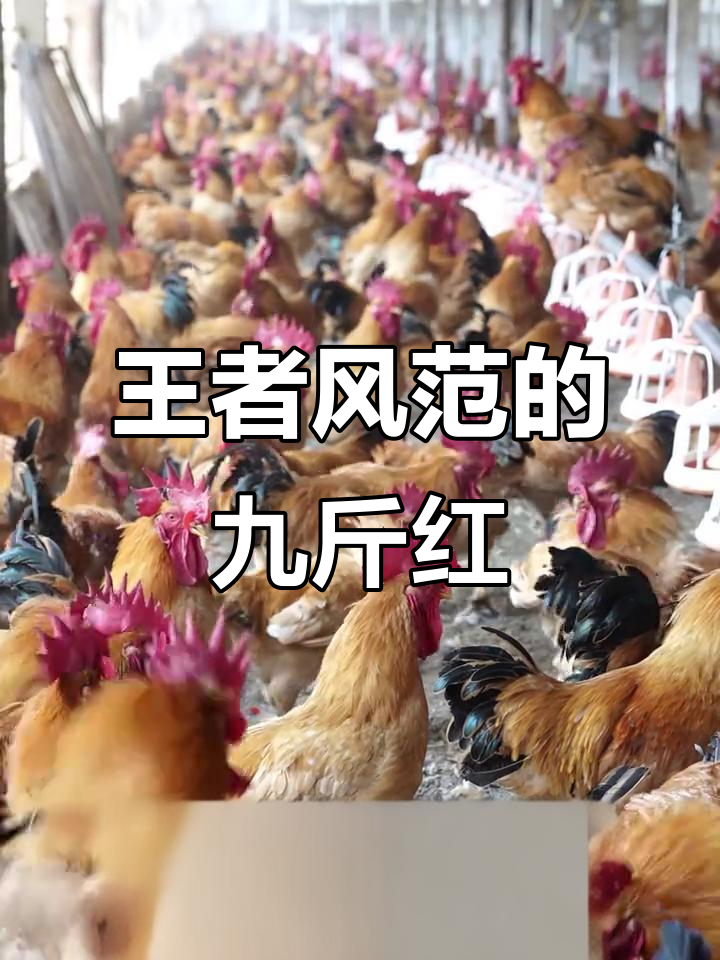 九斤红土鸡:山林散养,肉质鲜美,炖汤香气扑鼻