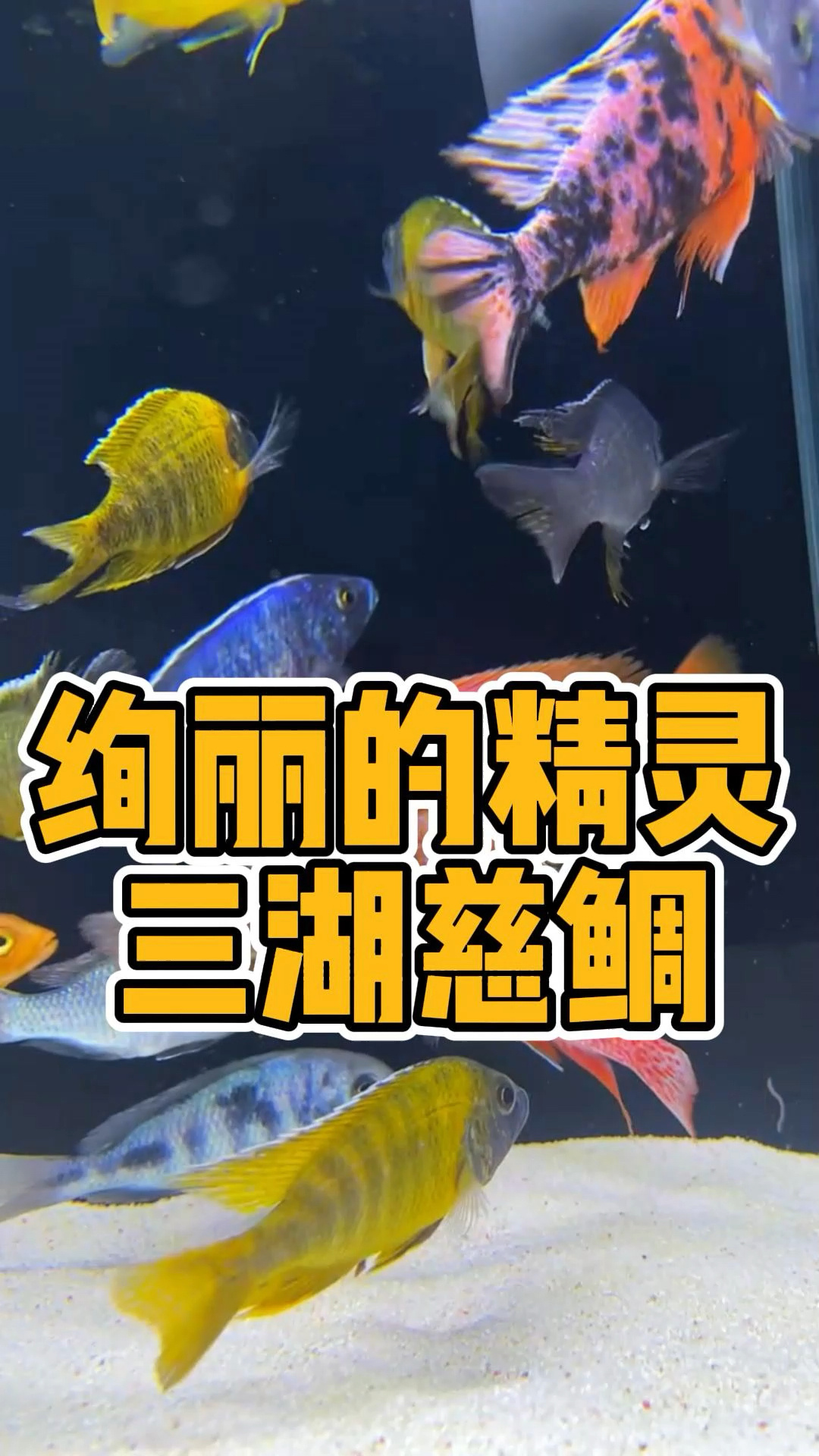 谁能拒绝一缸五彩斑斓的三湖慈鲷呢?