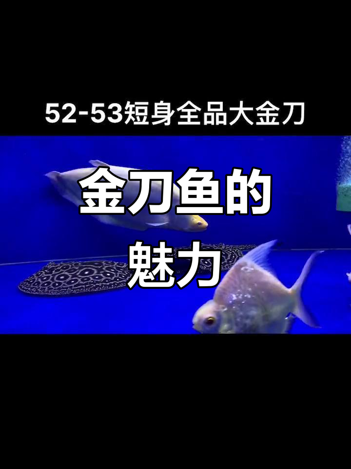 白子金刀鱼:美味与优雅的完美结合