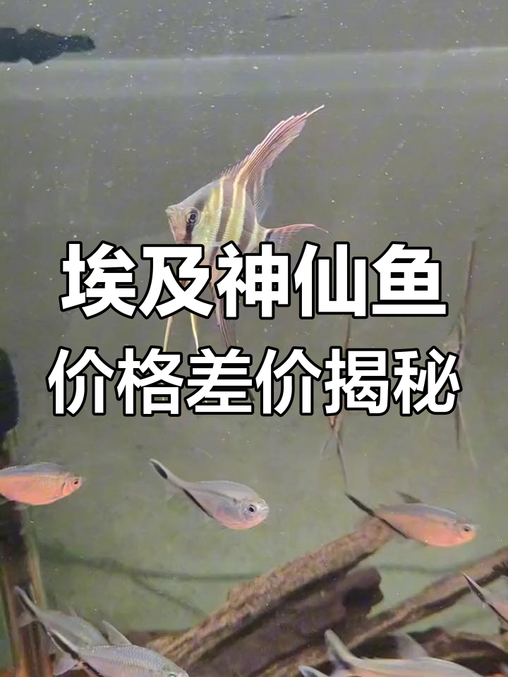 为什么埃及神仙鱼价格差异这么大?从野生到人工繁殖的真相