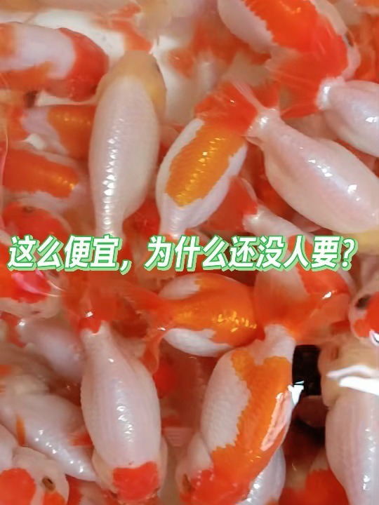 精品红白兰寿8-10公分