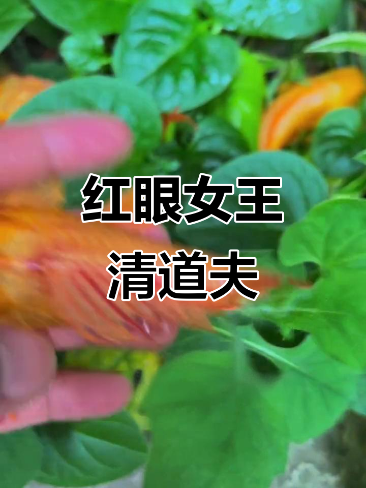 女王清道夫让鱼缸自洁,红眼大帆超强吸力