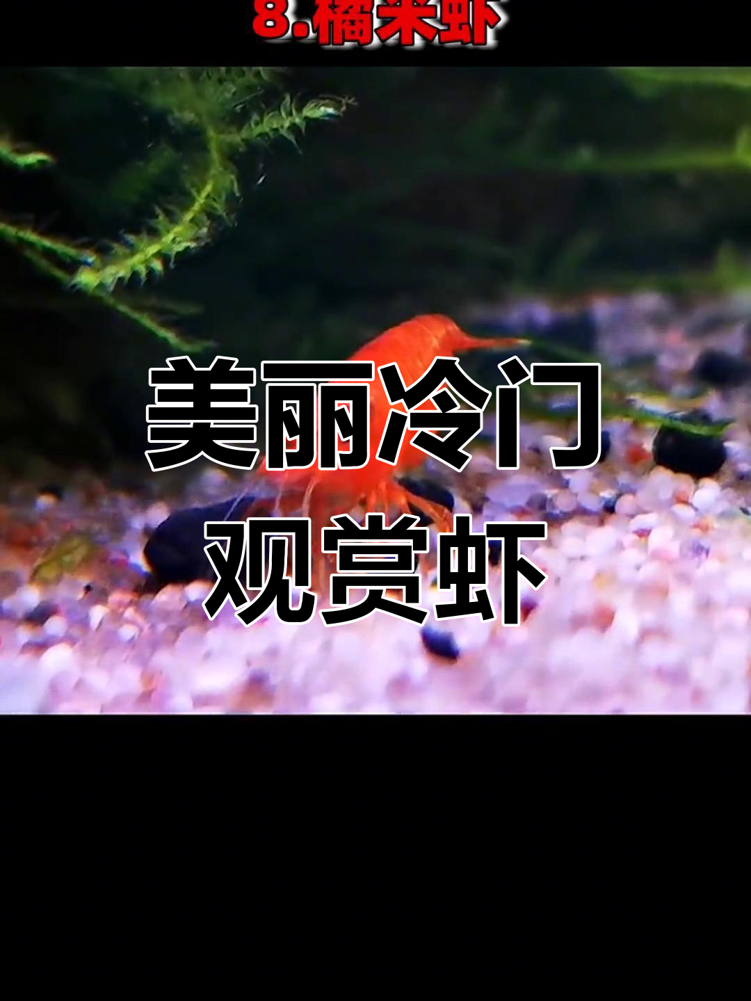 网球虾与橘米虾:冷门却美丽的观赏虾