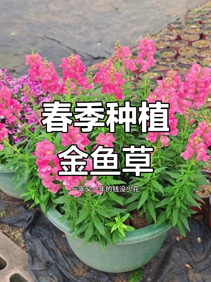 金鱼草花:耐寒又香,春天种下,四季开花